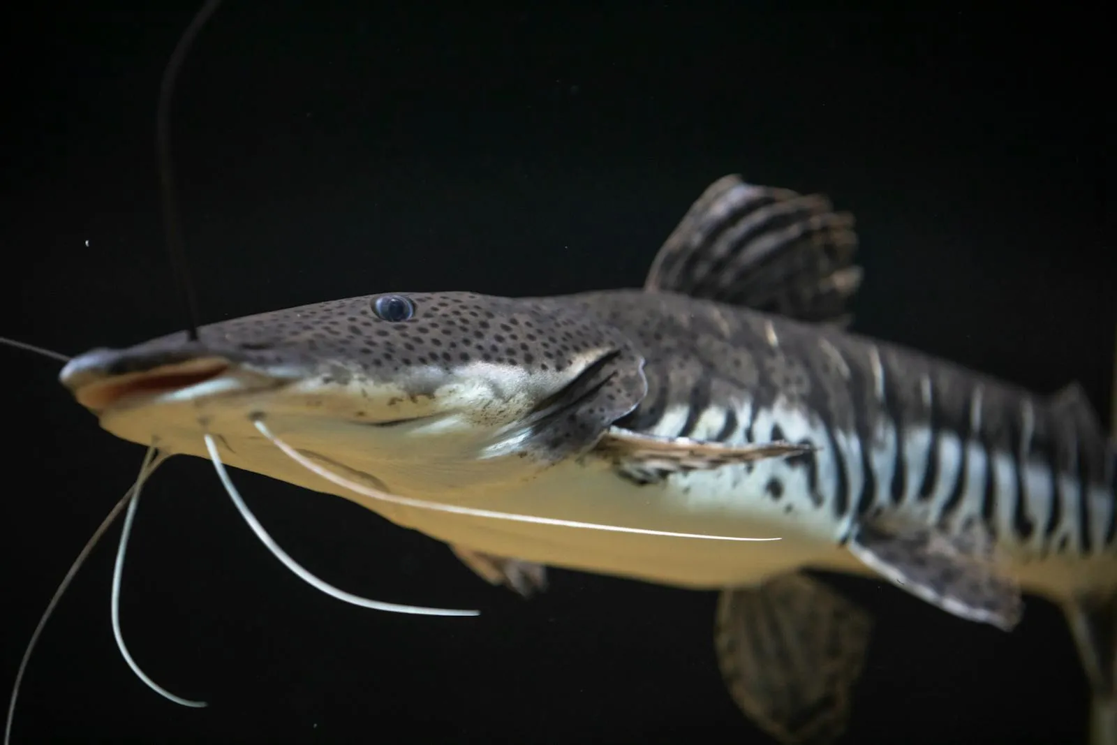 Tiger Shovelnose Catfish in Close-up Photography