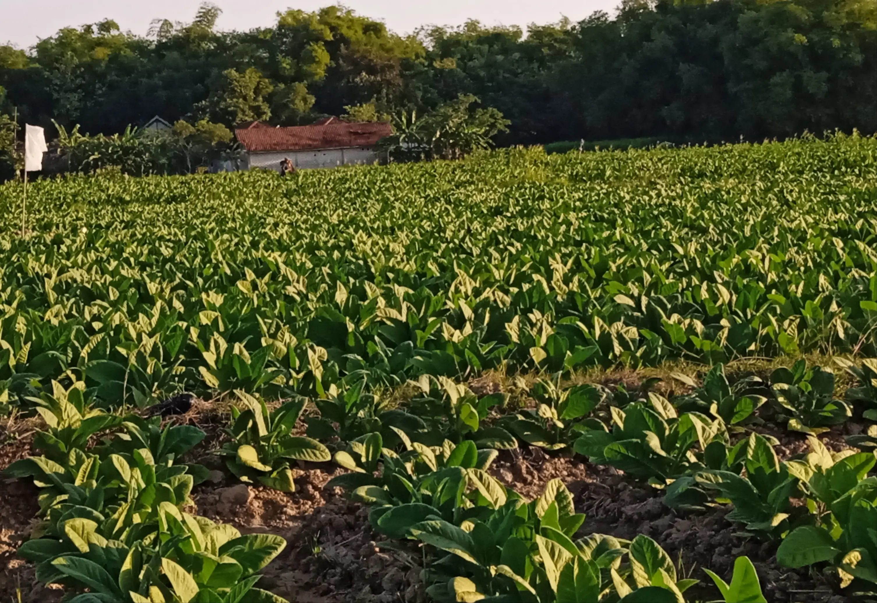 Tembakau: Dari Daun Hingga Rokok, Kisah, Aroma dan Nilai (Ilustrasi)