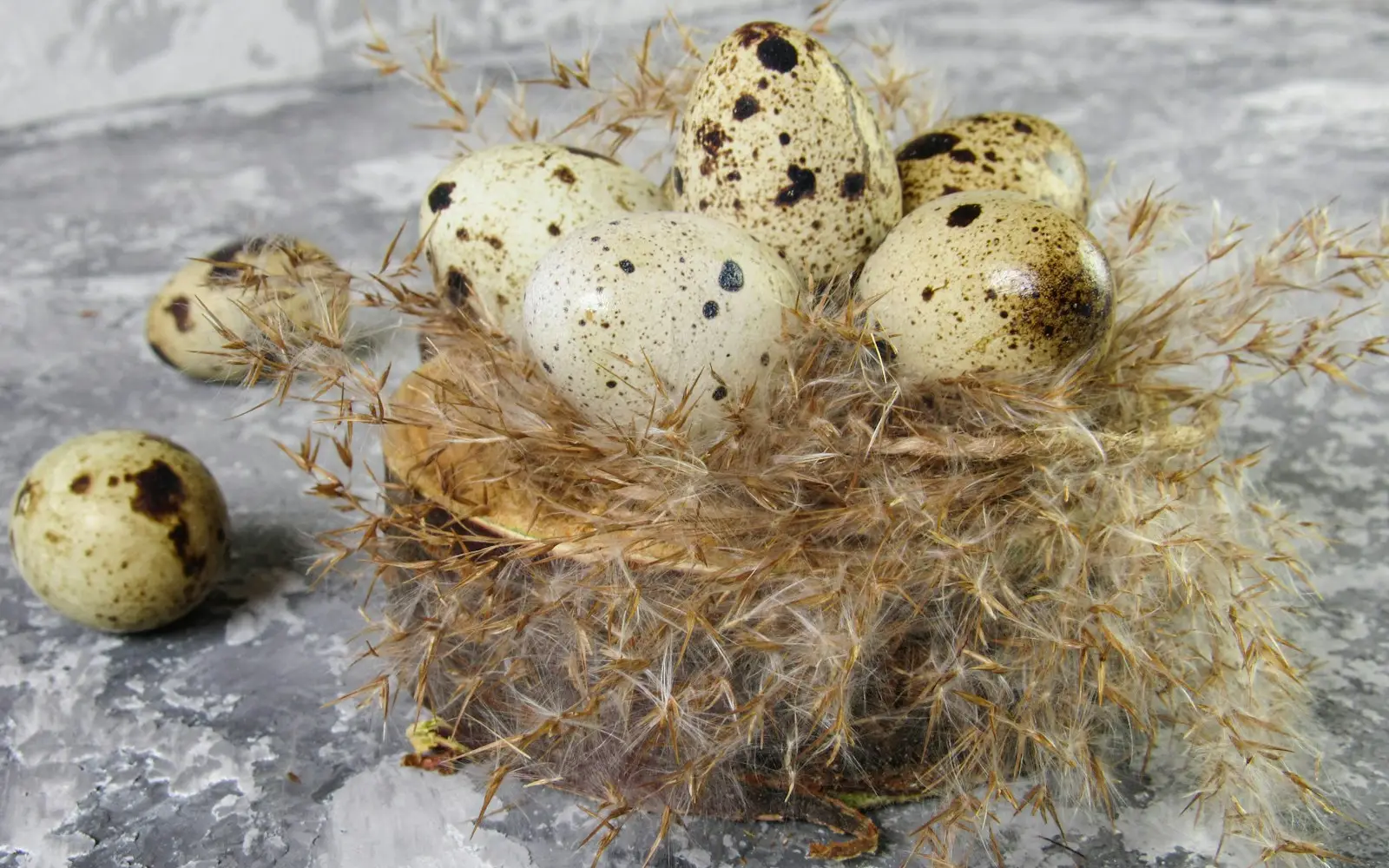 a nest of quails and two eggs on a rock