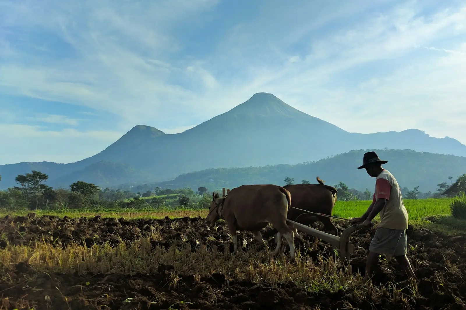 a man plowing a field with two cows