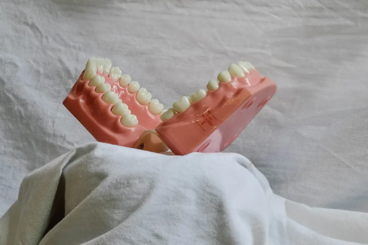 teeth, dental, dental model