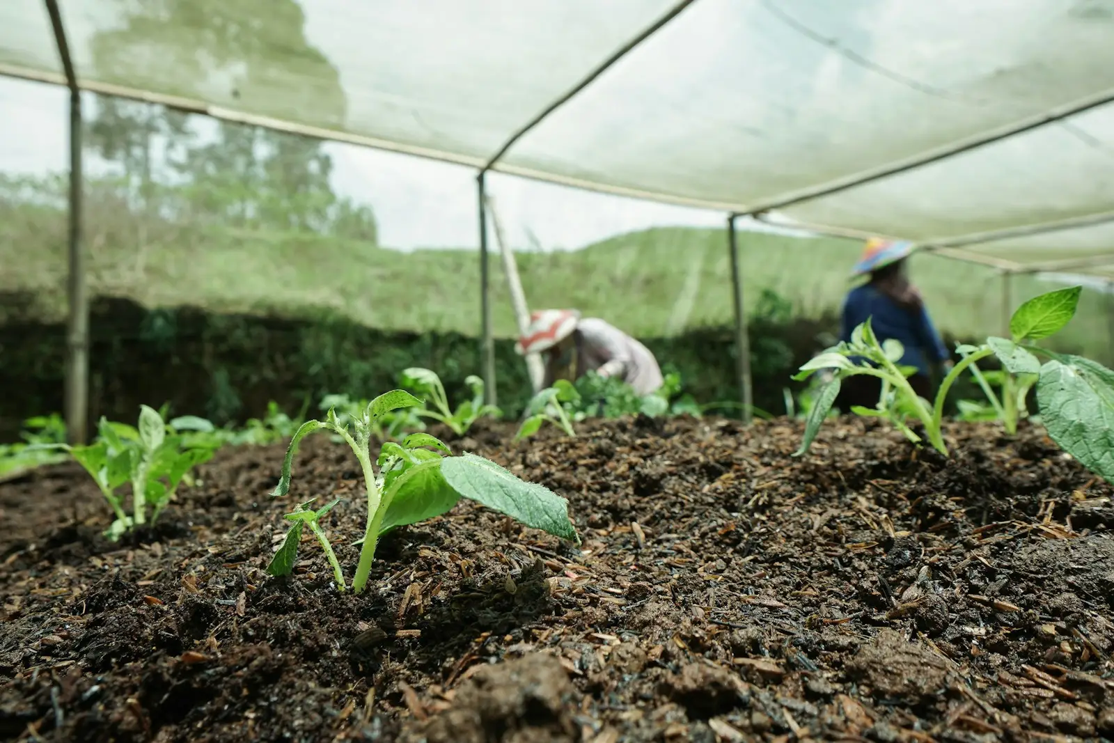 a group of people tending to plants in a greenhouse