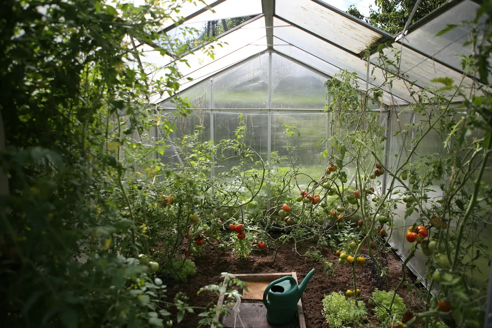 green watering can in green house