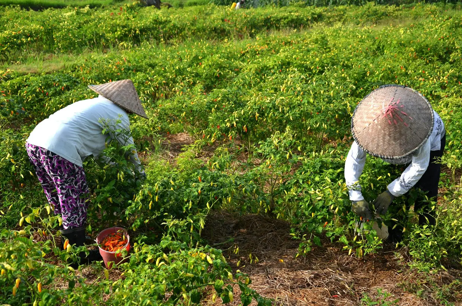 Women Gathering Crops